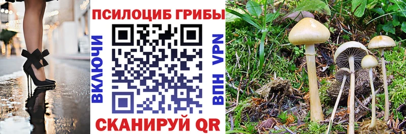 купить  цена  Орехово-Зуево  Галлюциногенные грибы Cubensis 